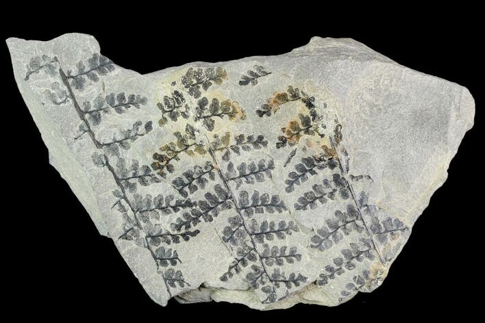 Pennsylvanian Fossil Fern (Sphenopteris) Plate - Kentucky #112918